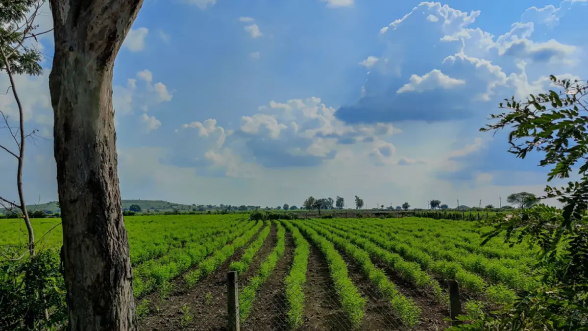 Indian farmer working in a field with a smartphone