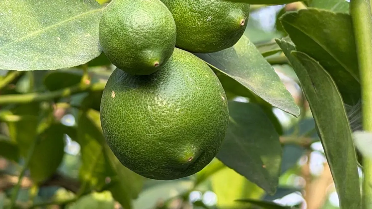 Lemon farmer in Kerala inspecting his orchard