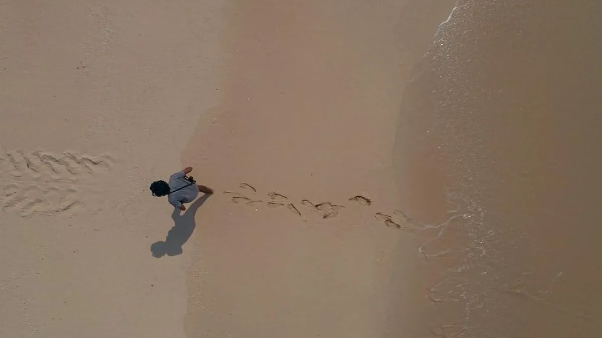 A sea turtle on a beach